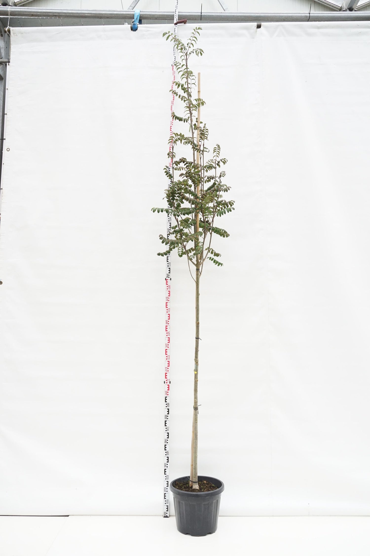 Sorbus aucuparia edulis stamomkrets 10-12 cm, C25 (25 liters kruka)