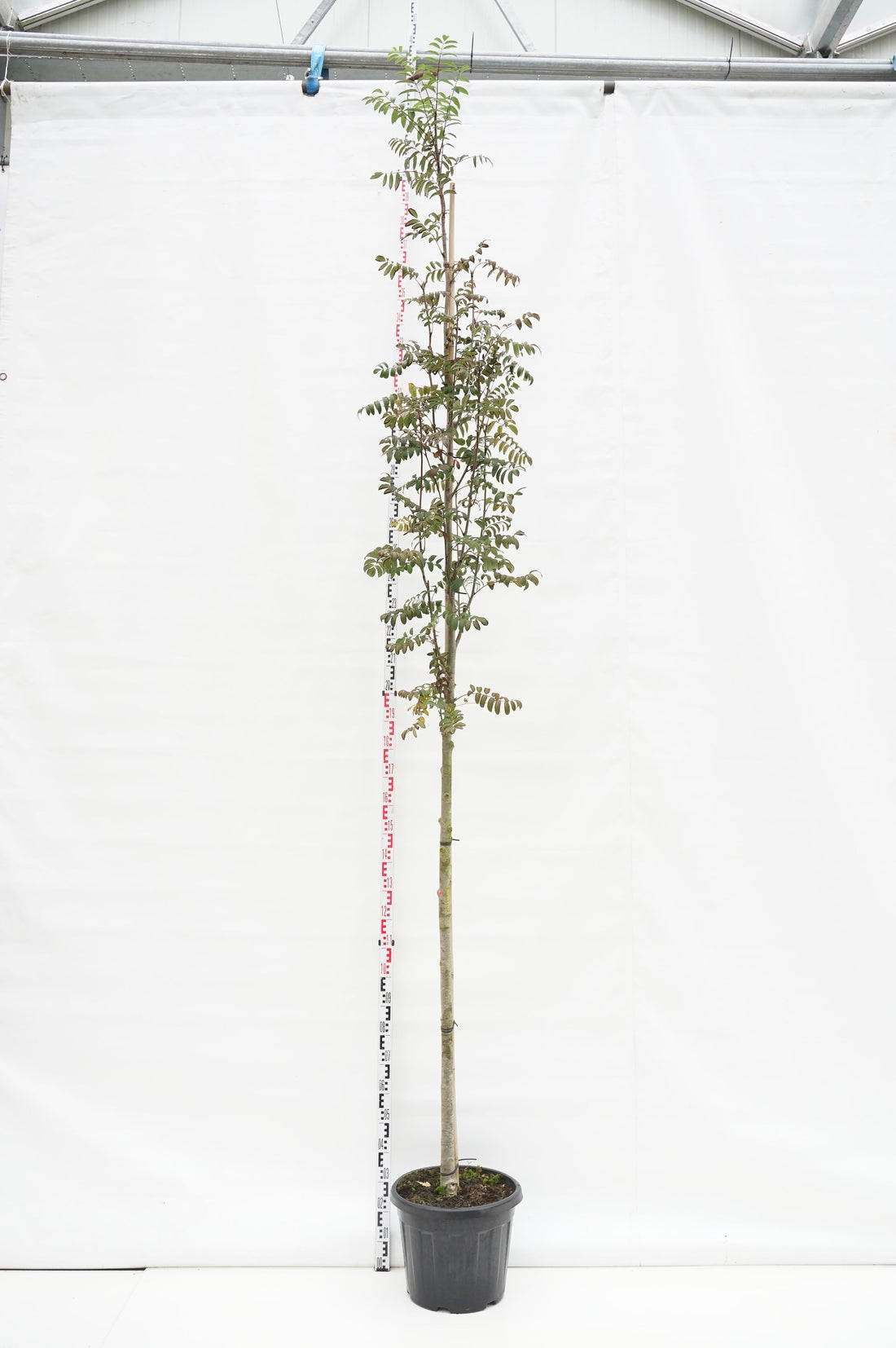 Rönn aucuparia edulis - 10-12 CM STAND C45