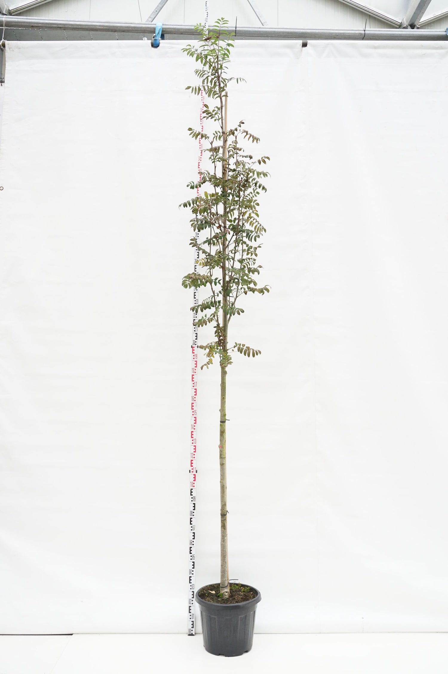 Rönn aucuparia edulis - 10-12 CM STAND C45