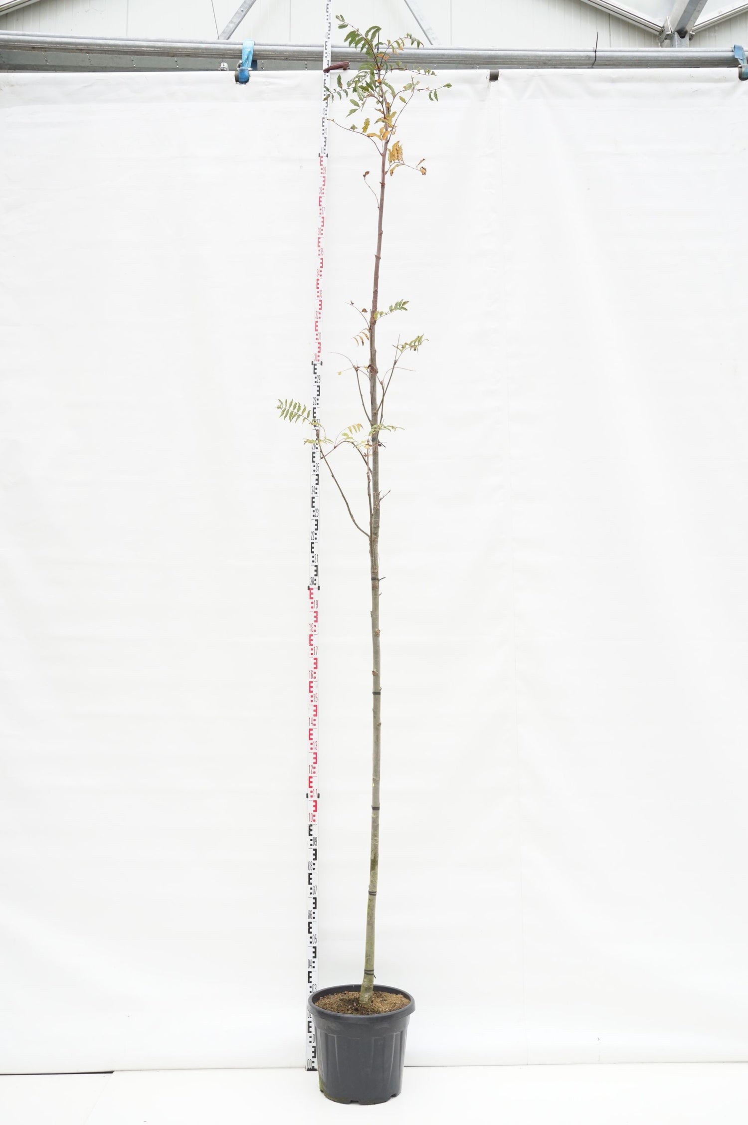 Sorbus arn. &