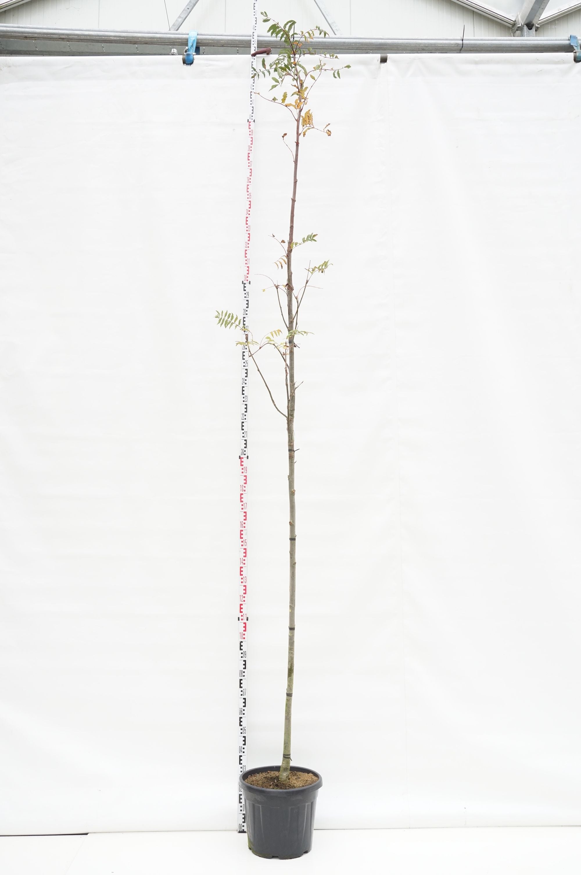 Sorbus arn. &