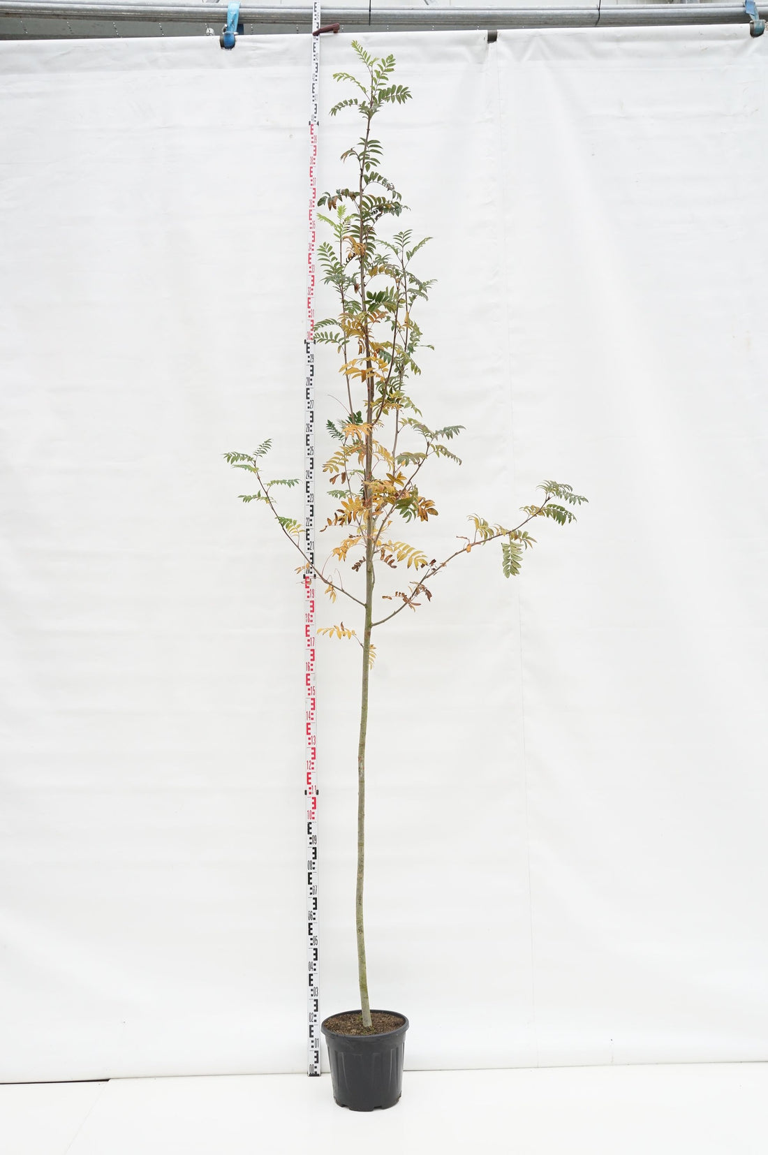 Rönn aucuparia - 6-8 CM STANDARD C18