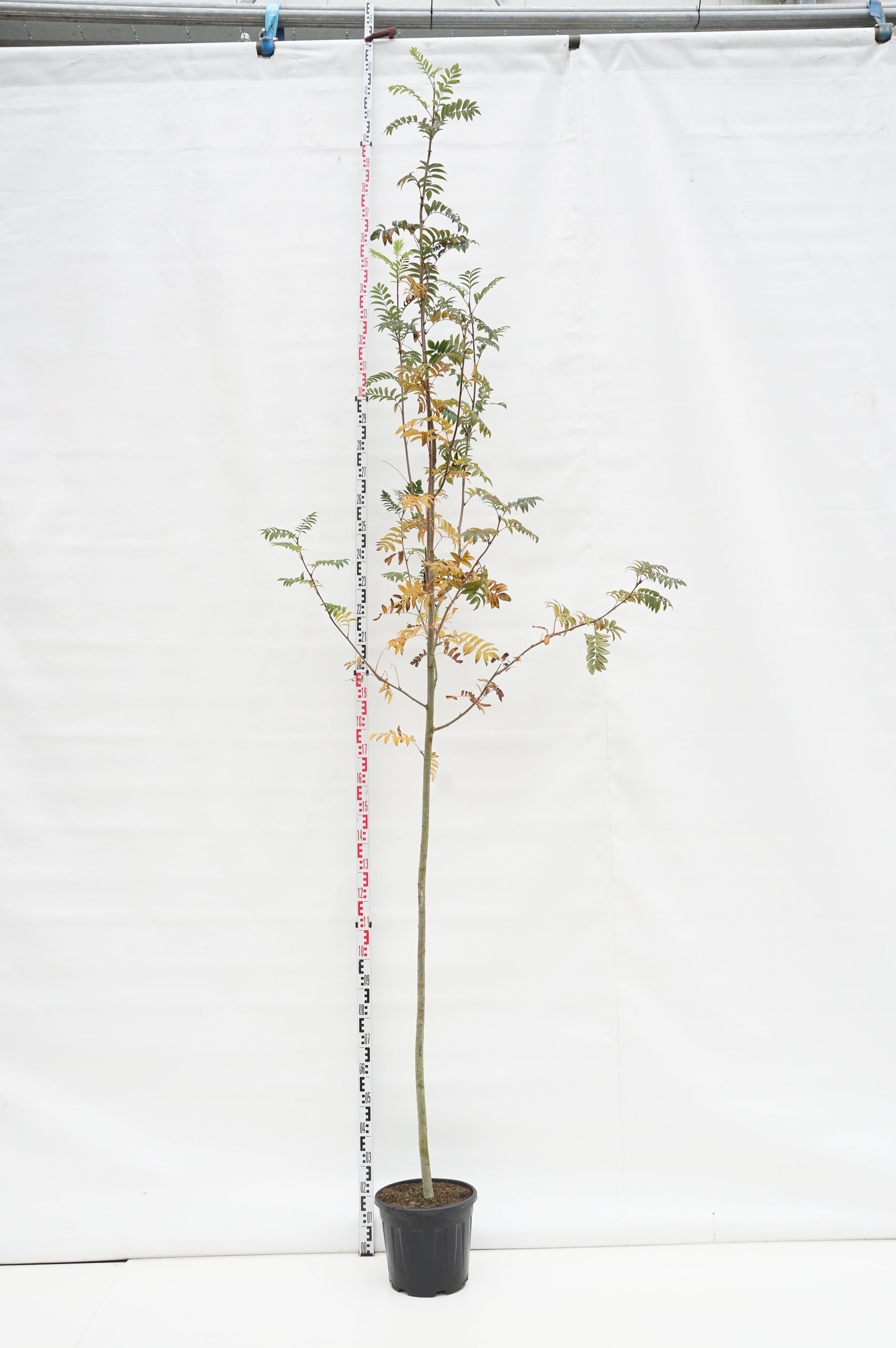 Rönn aucuparia - 6-8 CM STANDARD C18