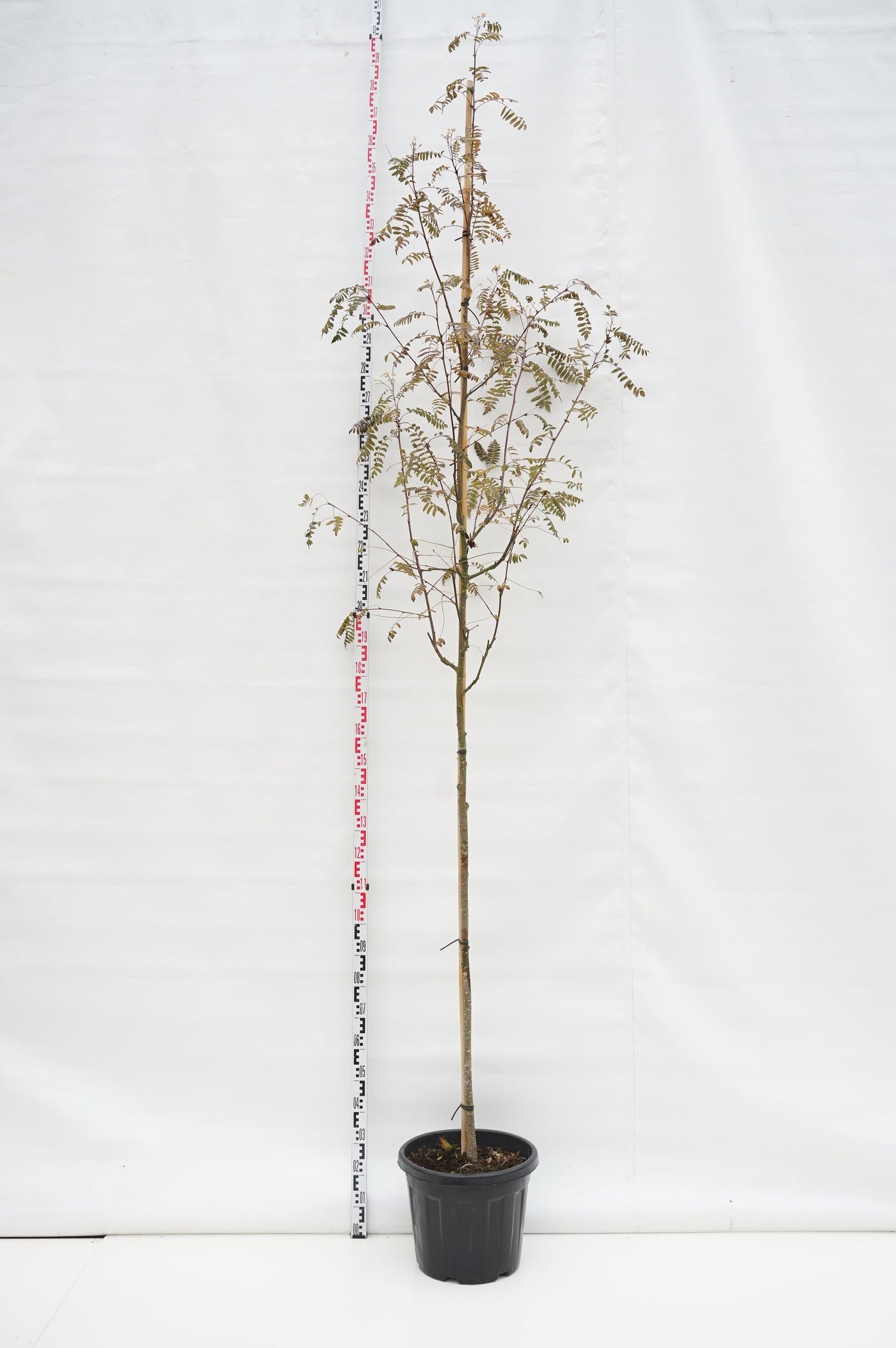 Sorbus arn. &