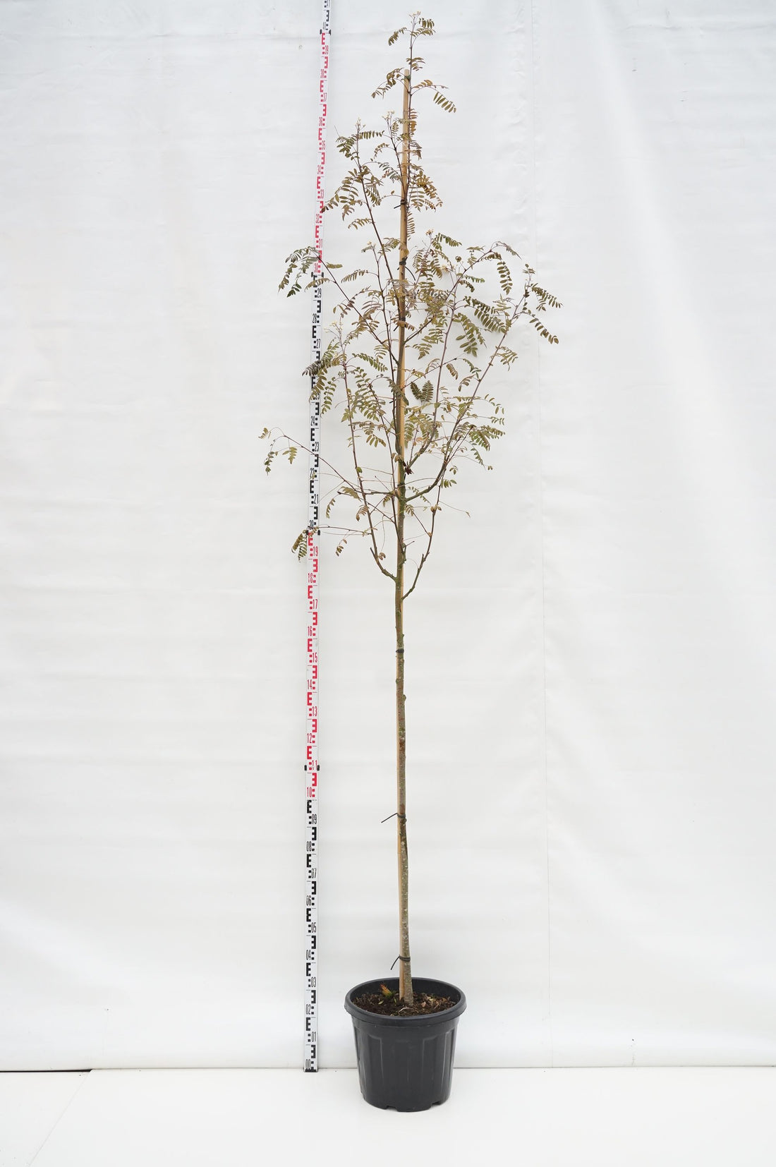 Sorbus arn. &