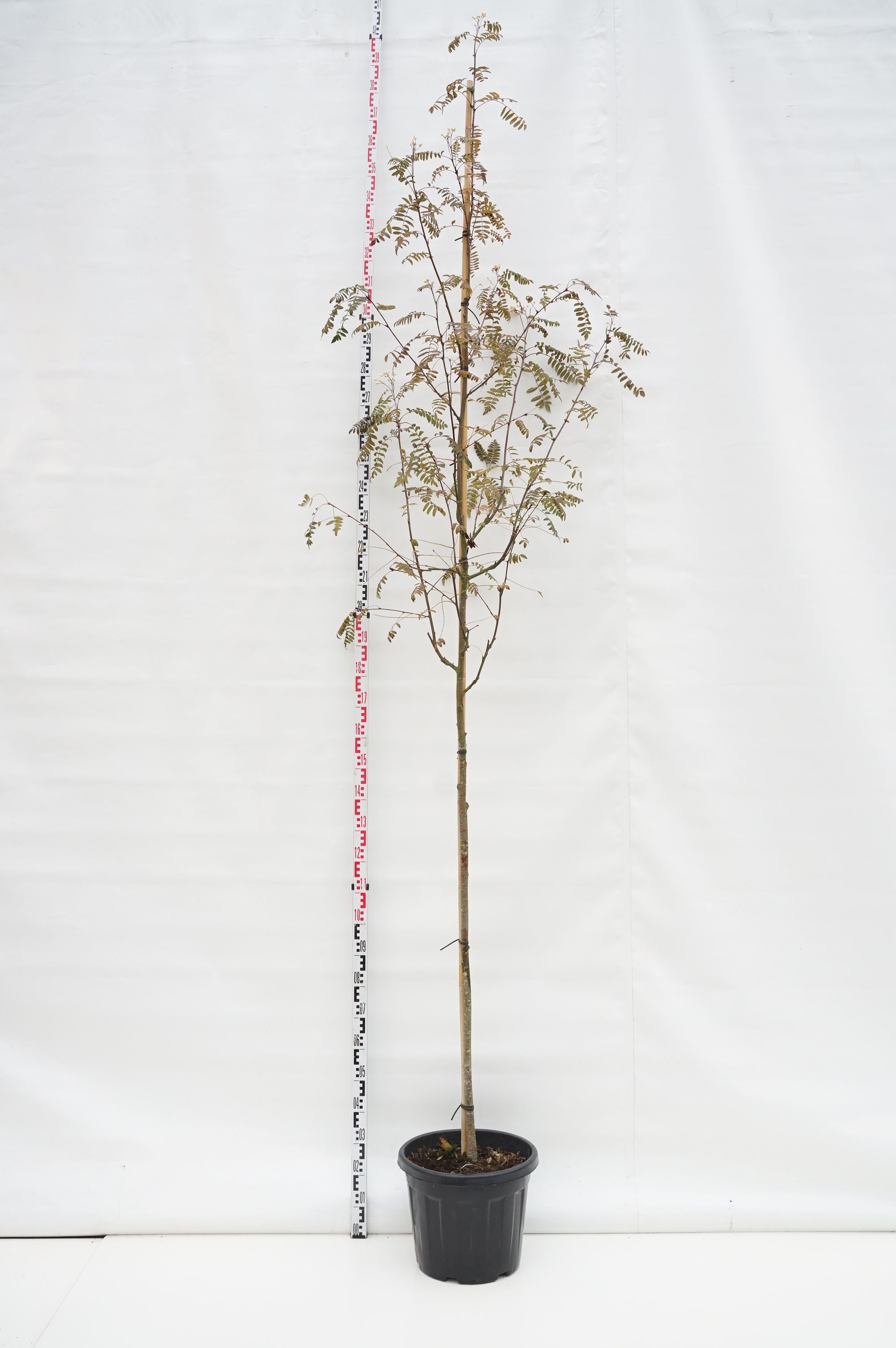 Sorbus arnoldiana &