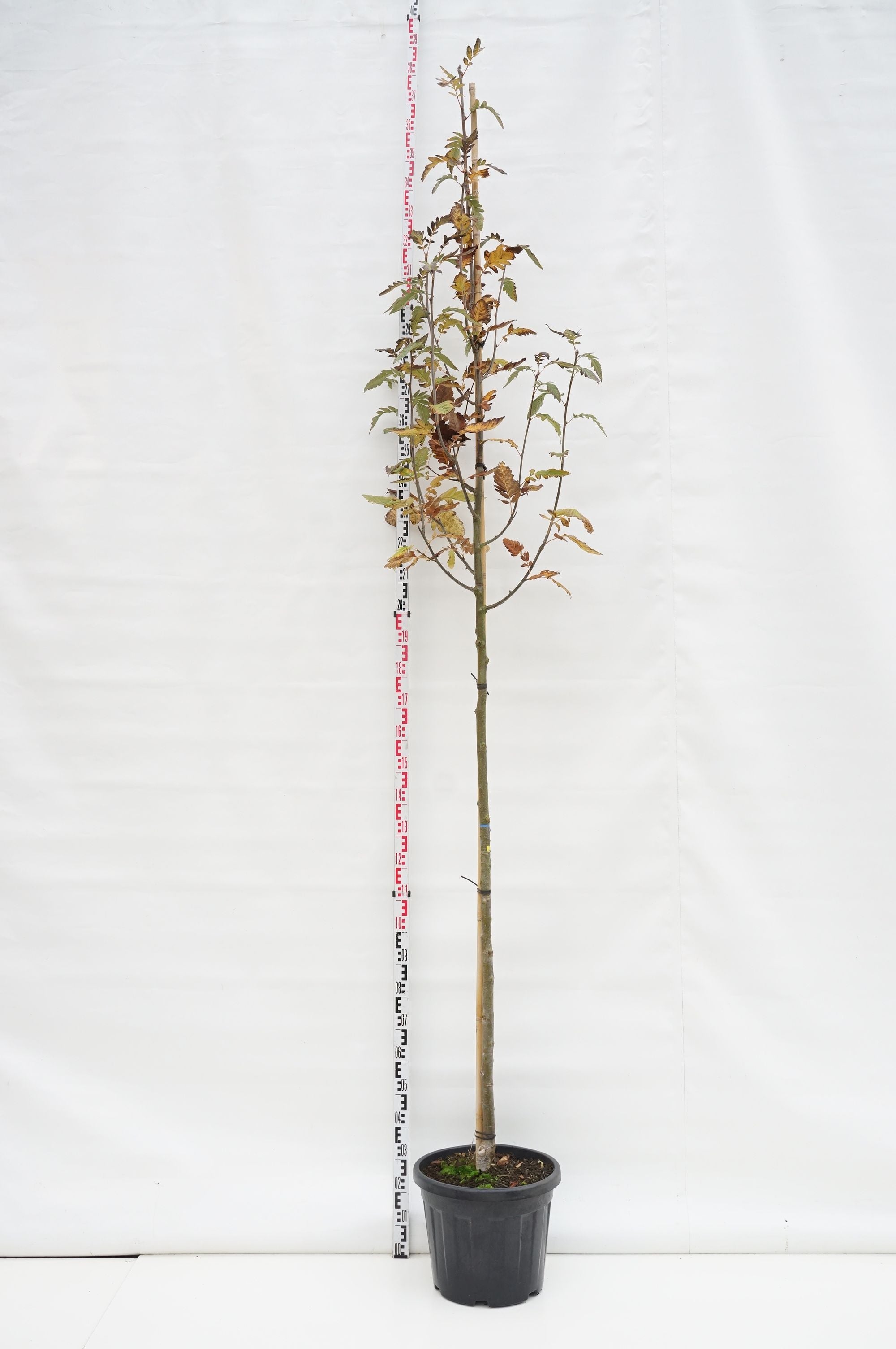 Sorbus thur. &