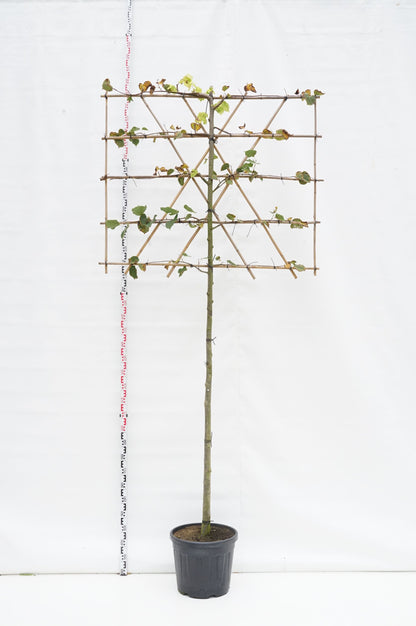 Tilia euro. &