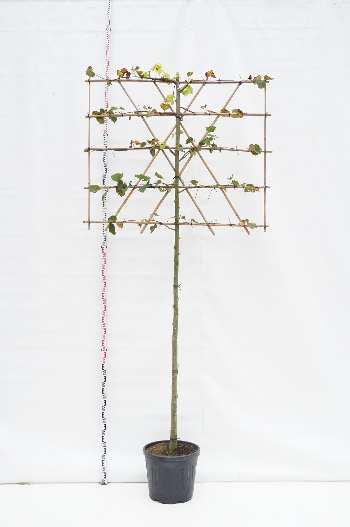 Tilia europaea &