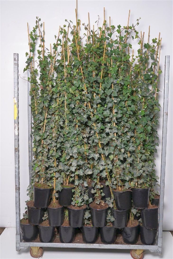 Hedera hibernica 11 cm kruka 30-40 cm