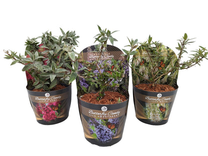 Buddleja d. &