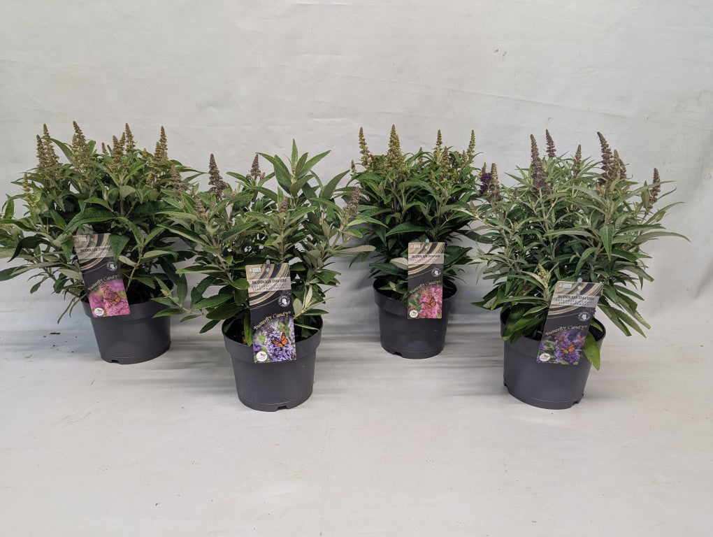 Syrenbuddleja d. &