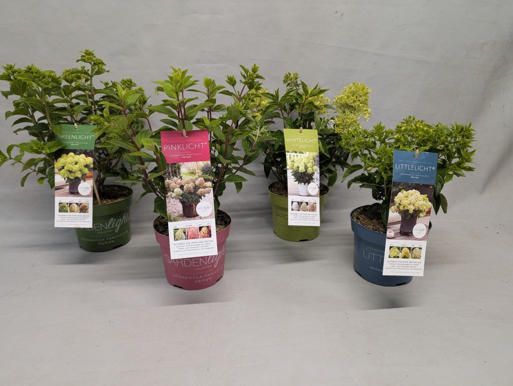 Hortensia pan. &