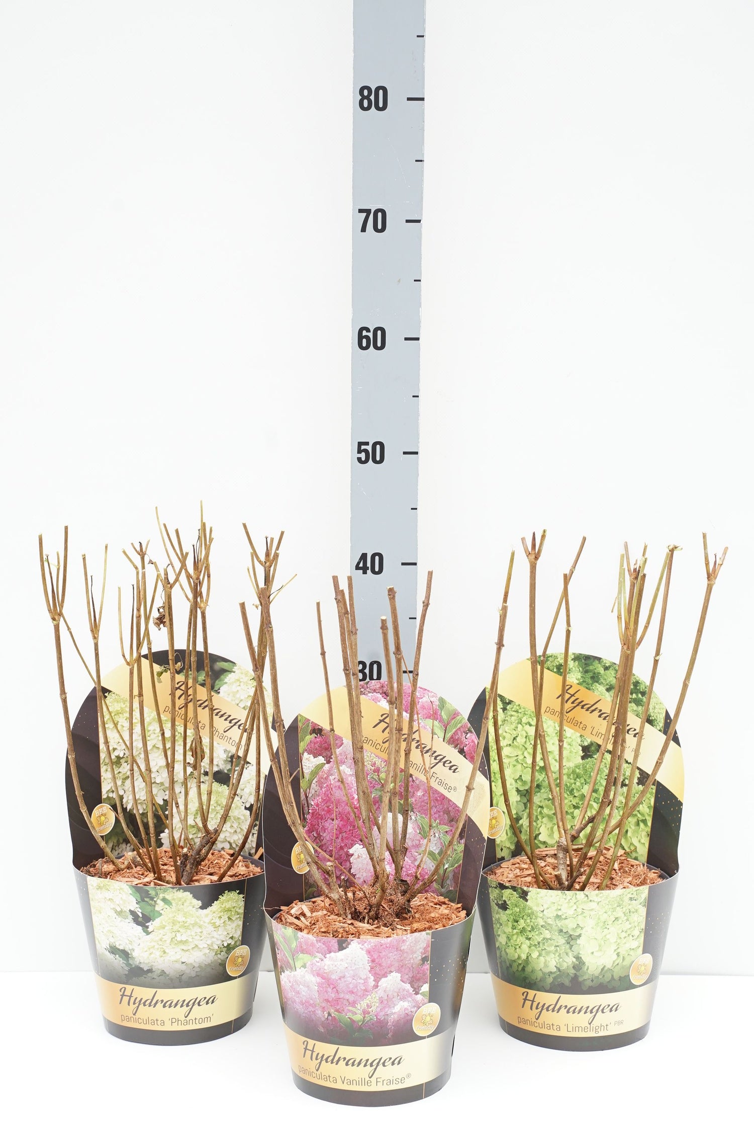 Hortensia pan. in cultivars - C2/P17 POTCOVER