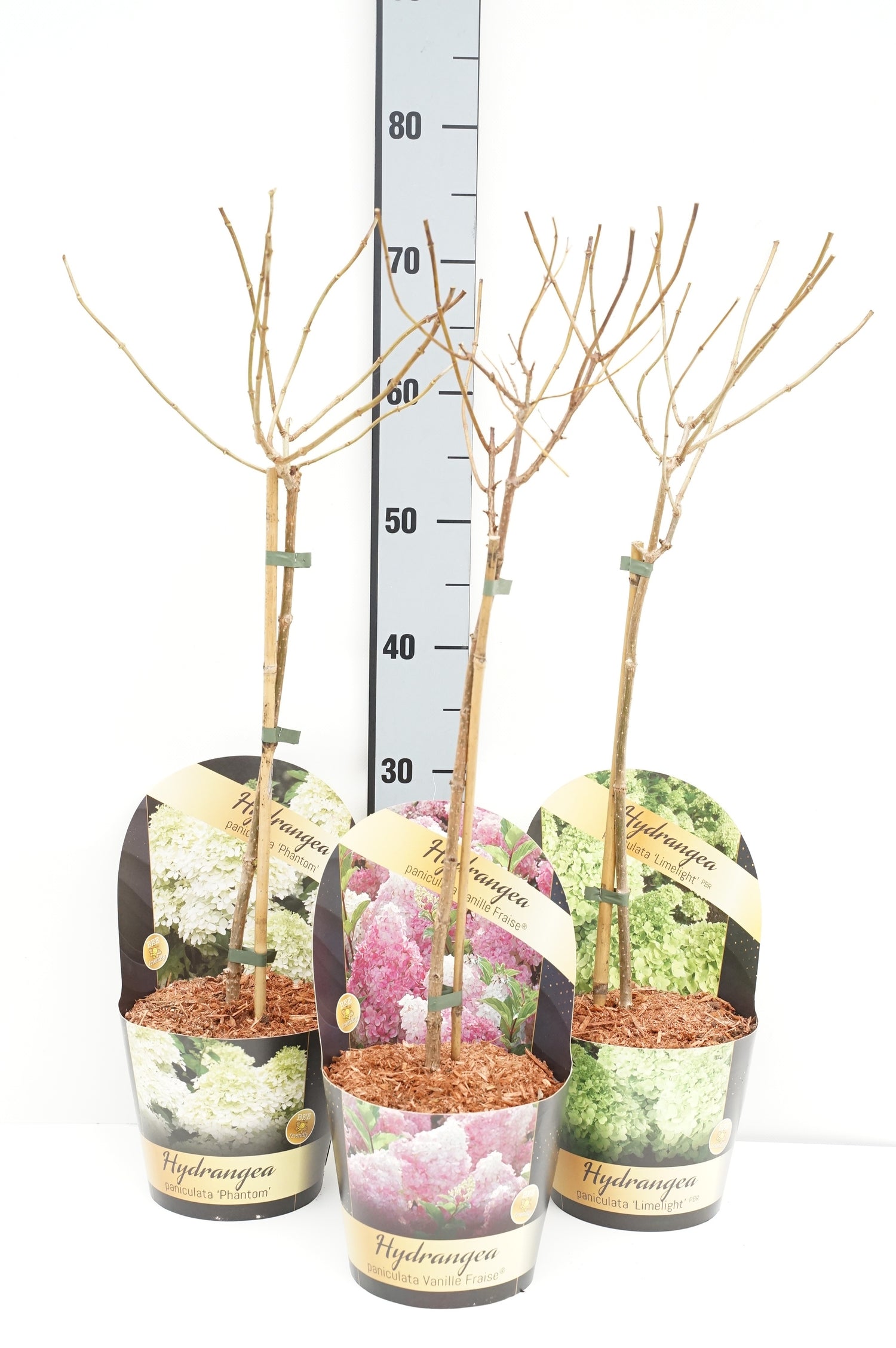 Hortensia pan. in cultivars - 40 CM STEM C2/P17 POTCOVER