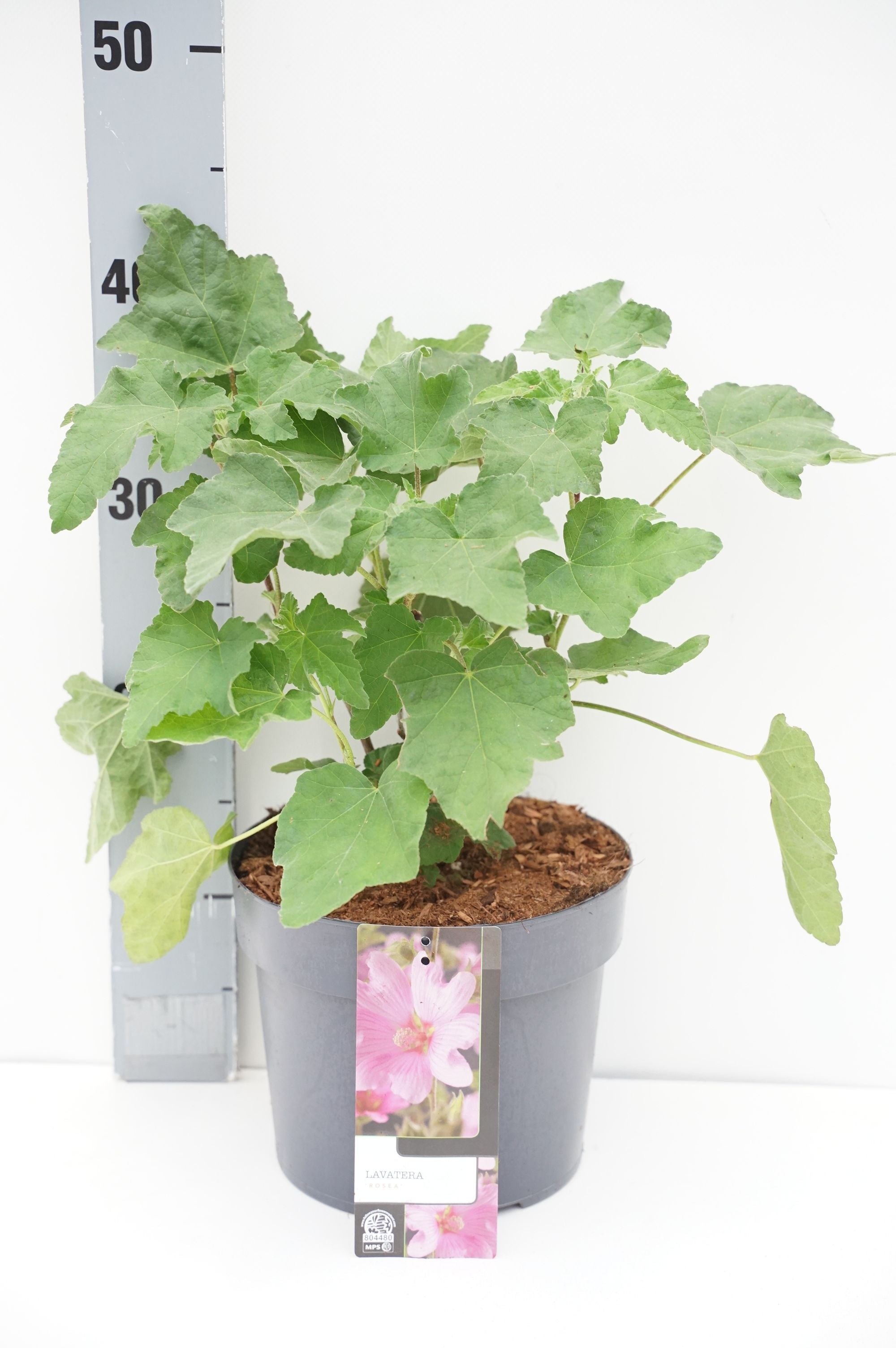 Buskmalva in cultivars - C3/P19