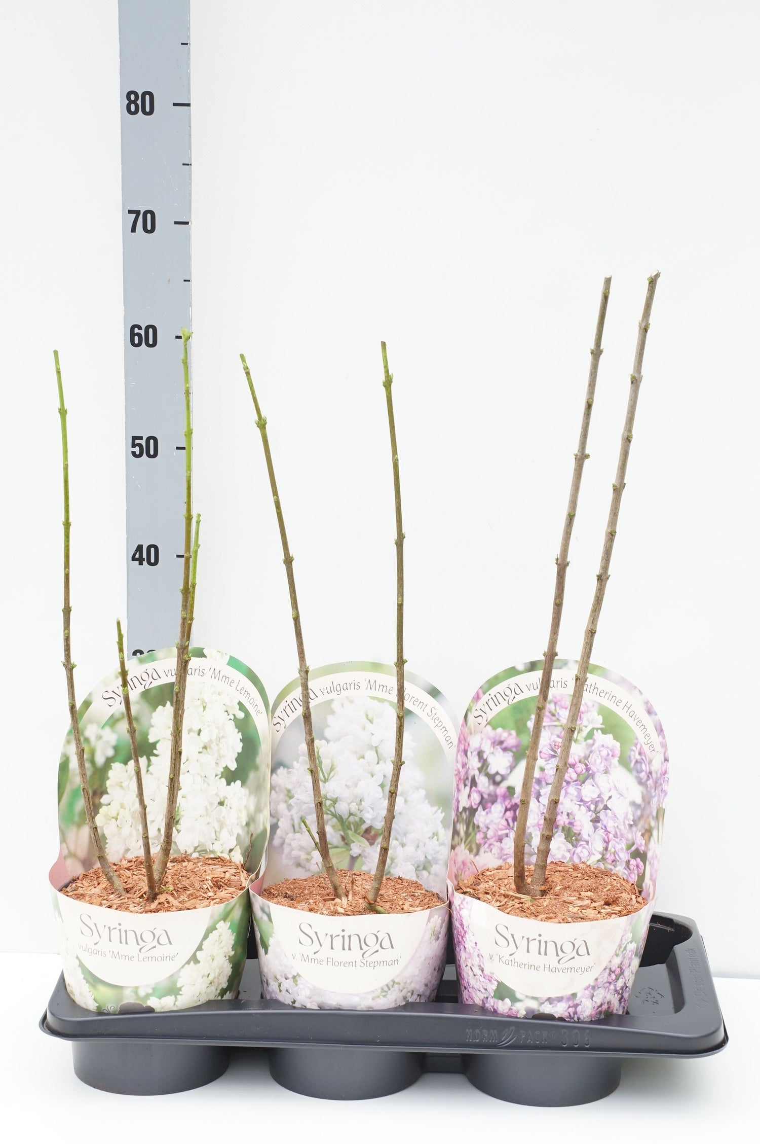 Syren vulgaris in cultivars - C2/P17 POTCOVER