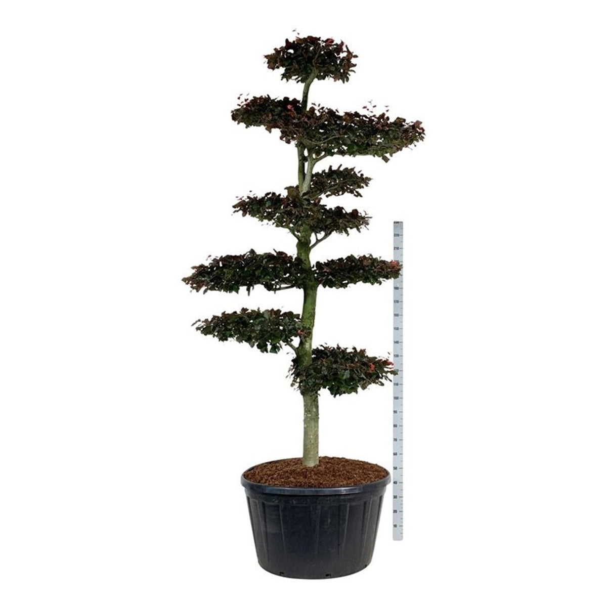 Fagus syl. &