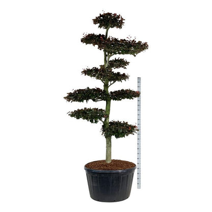 Fagus syl. &
