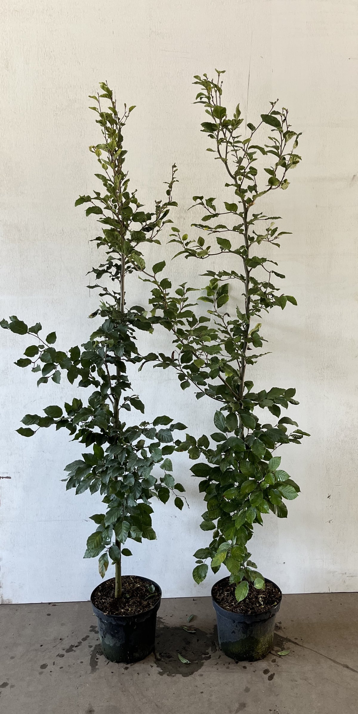 Avenbok ; 40-60 cm 2 L kruka