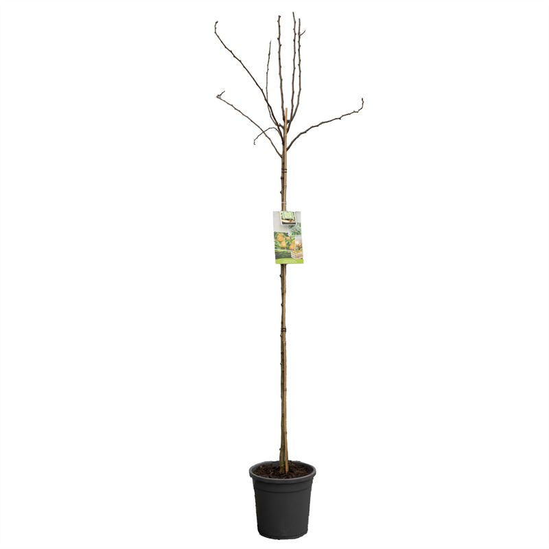 Pyrus communis &