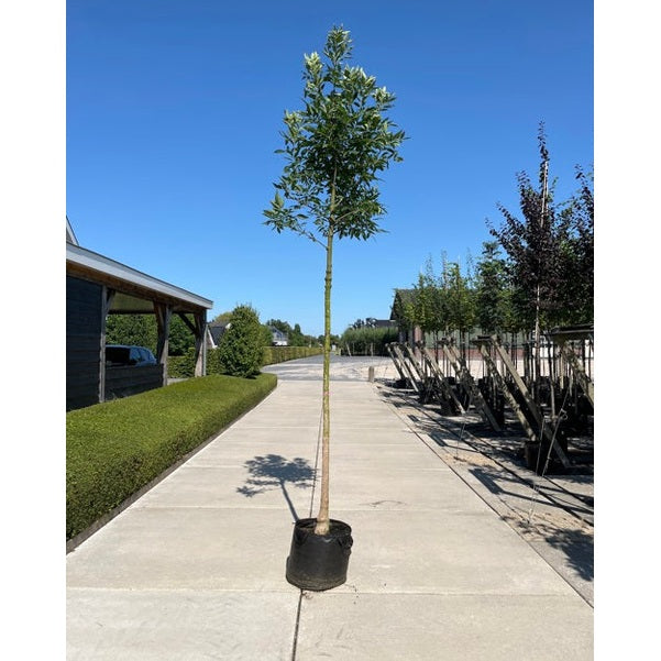 Rödask - Fraxinus pennsylvanica 'Summit'  - Stammens omkrets 14-16 cm, höjd 3,5-4 meter,   HS, CONT