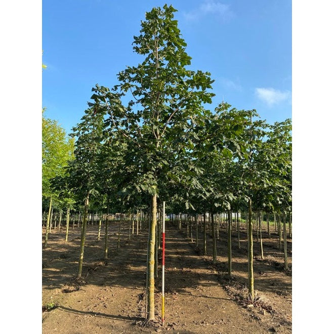 Rödblommig hästkastanj - Aesculus carnea 'Briotii'  - Stammens omkrets 20-25 cm, höjd 4-4,5 meter,   HS,