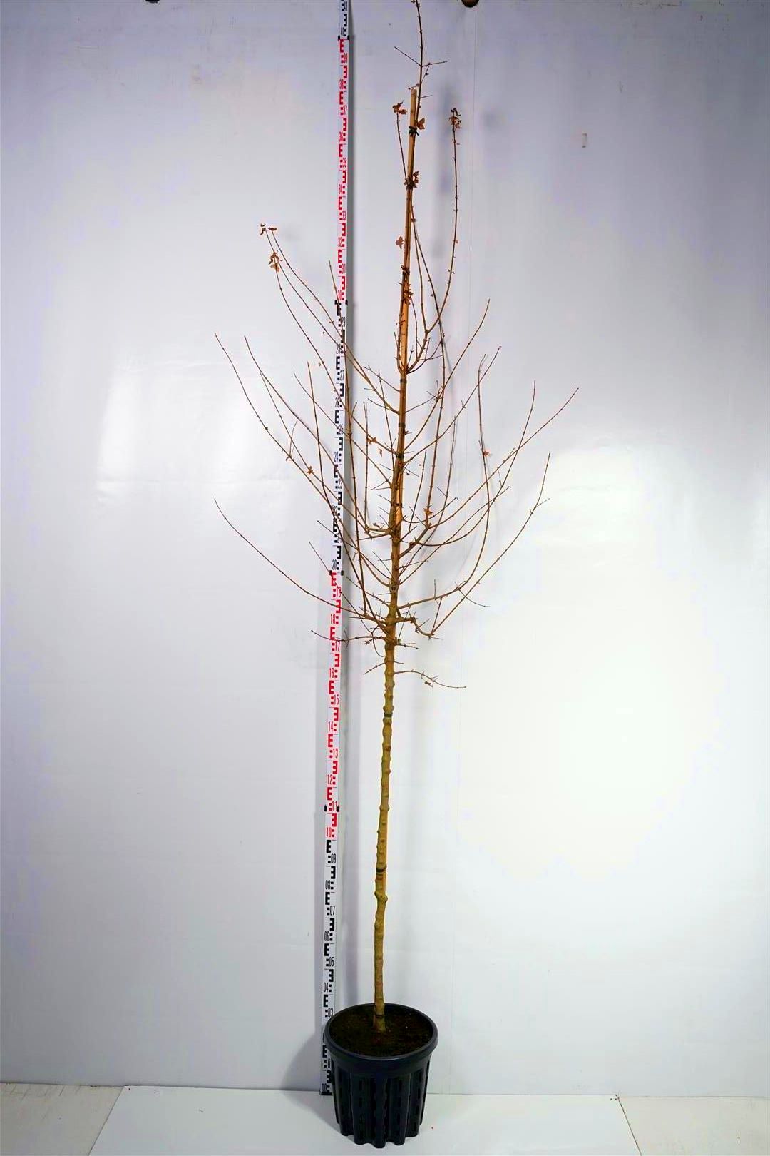 Lönn monspessulanum - 8-10CM STANDARD C35