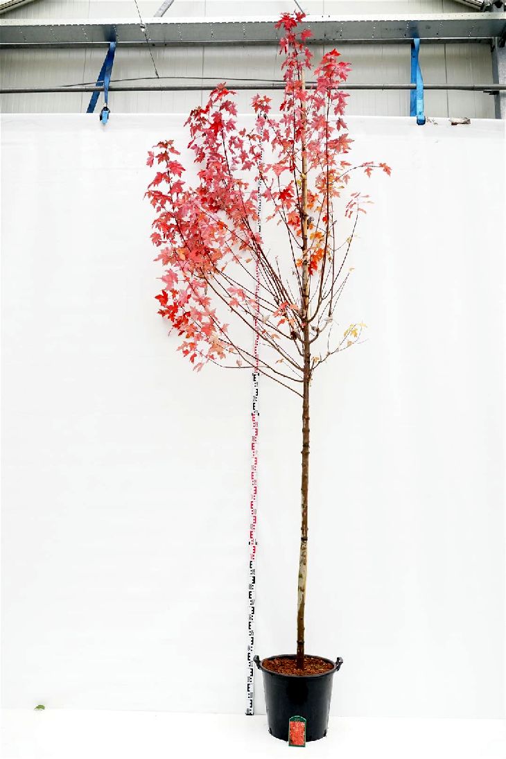 Lönn rubrum &