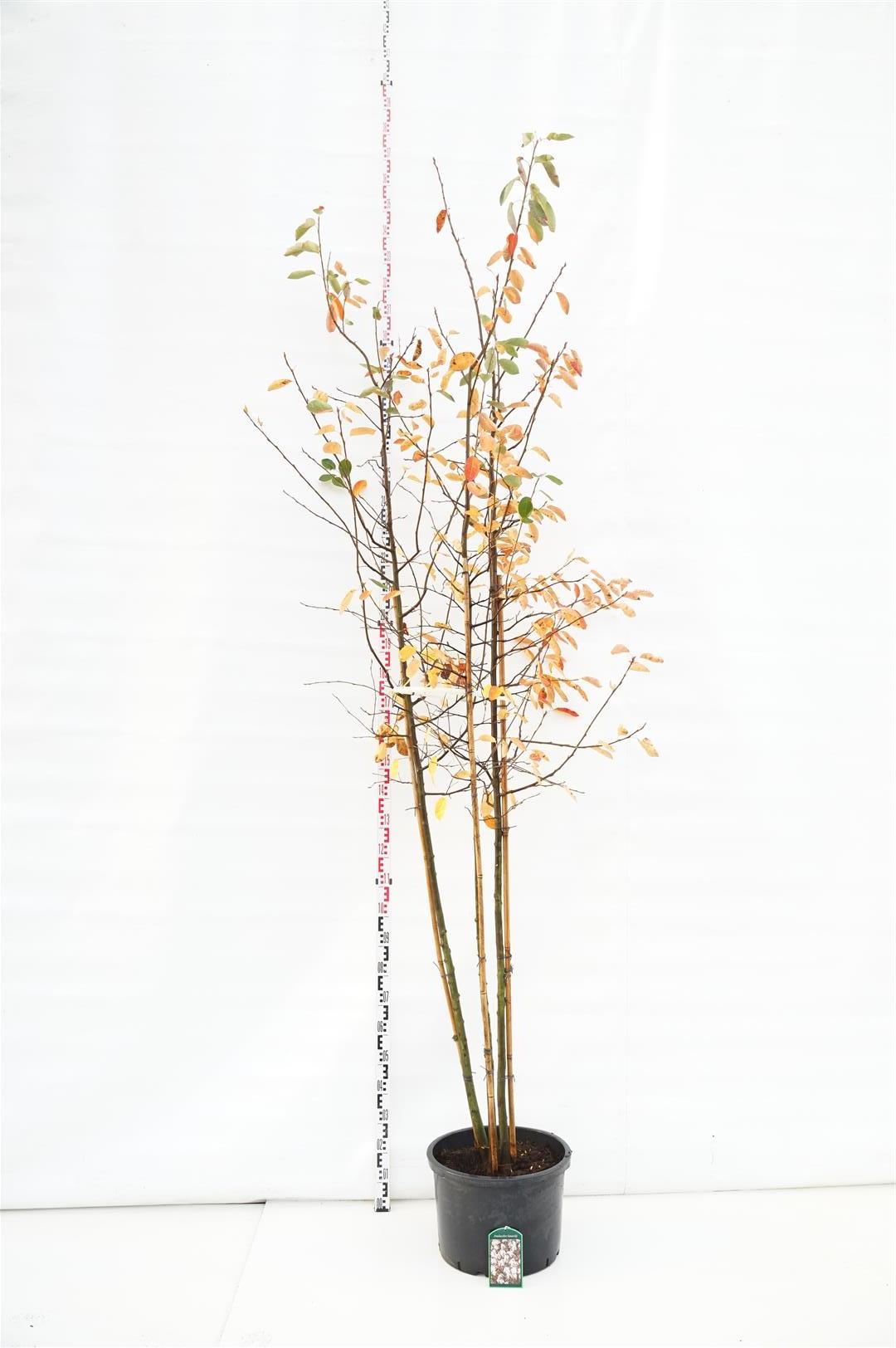 Häggmispel lamarckii - 6-8 CM STANDARD C50