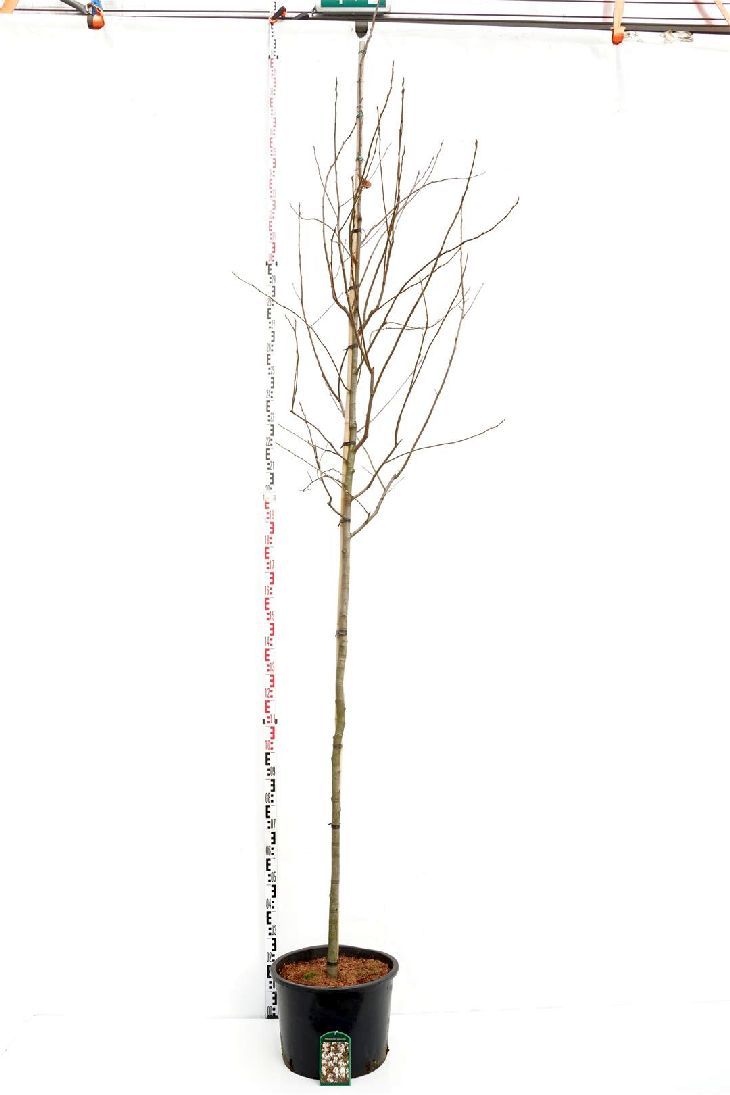 Häggmispel lamarckii - 8-10CM STANDARD C35