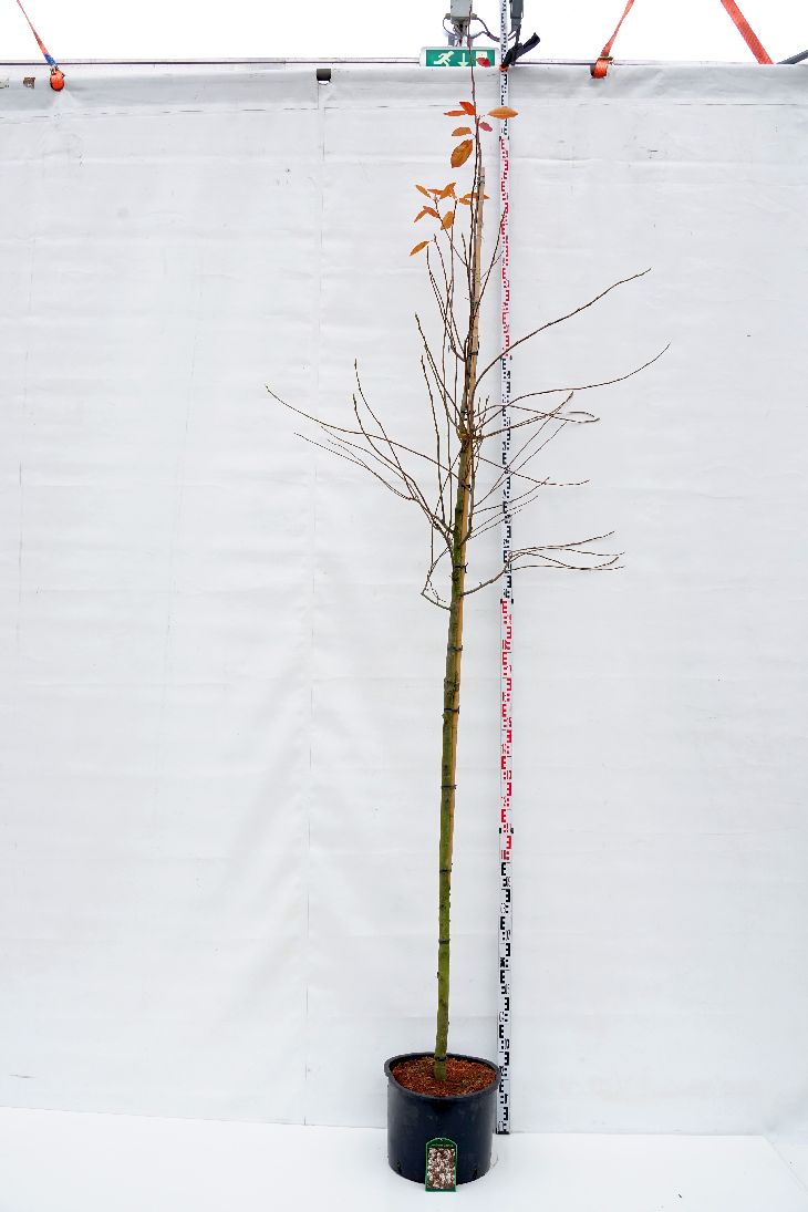 Häggmispel lamarckii - 10-12 CM STAND C35