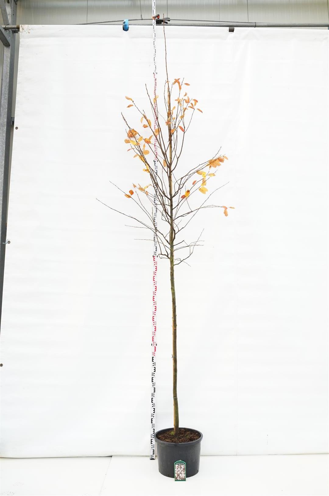Häggmispel lamarckii - 10-12 CM STAND C40