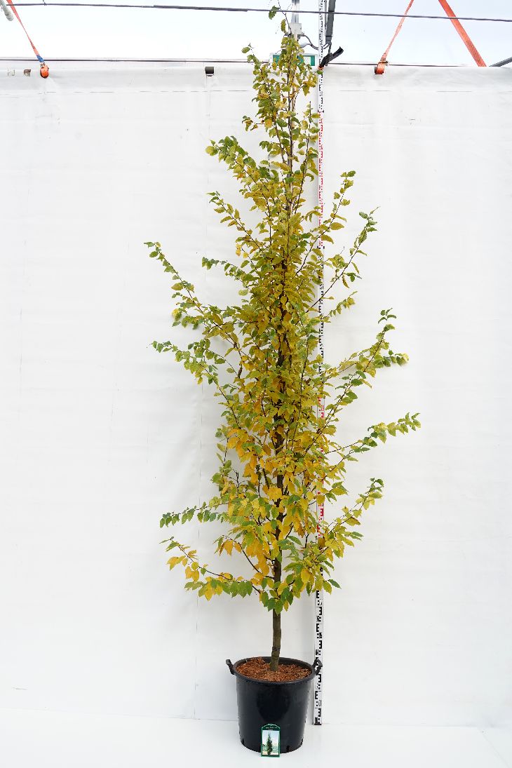 TW-2799927