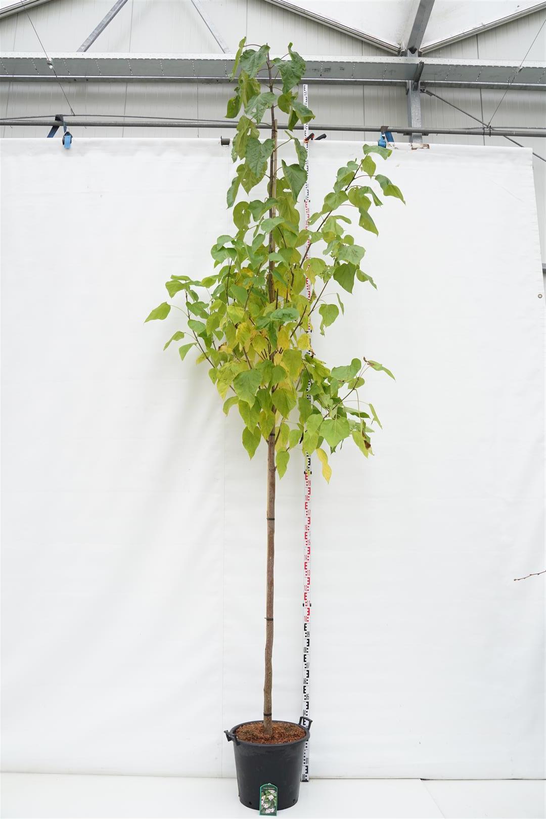 Trumpetträd bignonioides - 12-14 CM STAND C50
