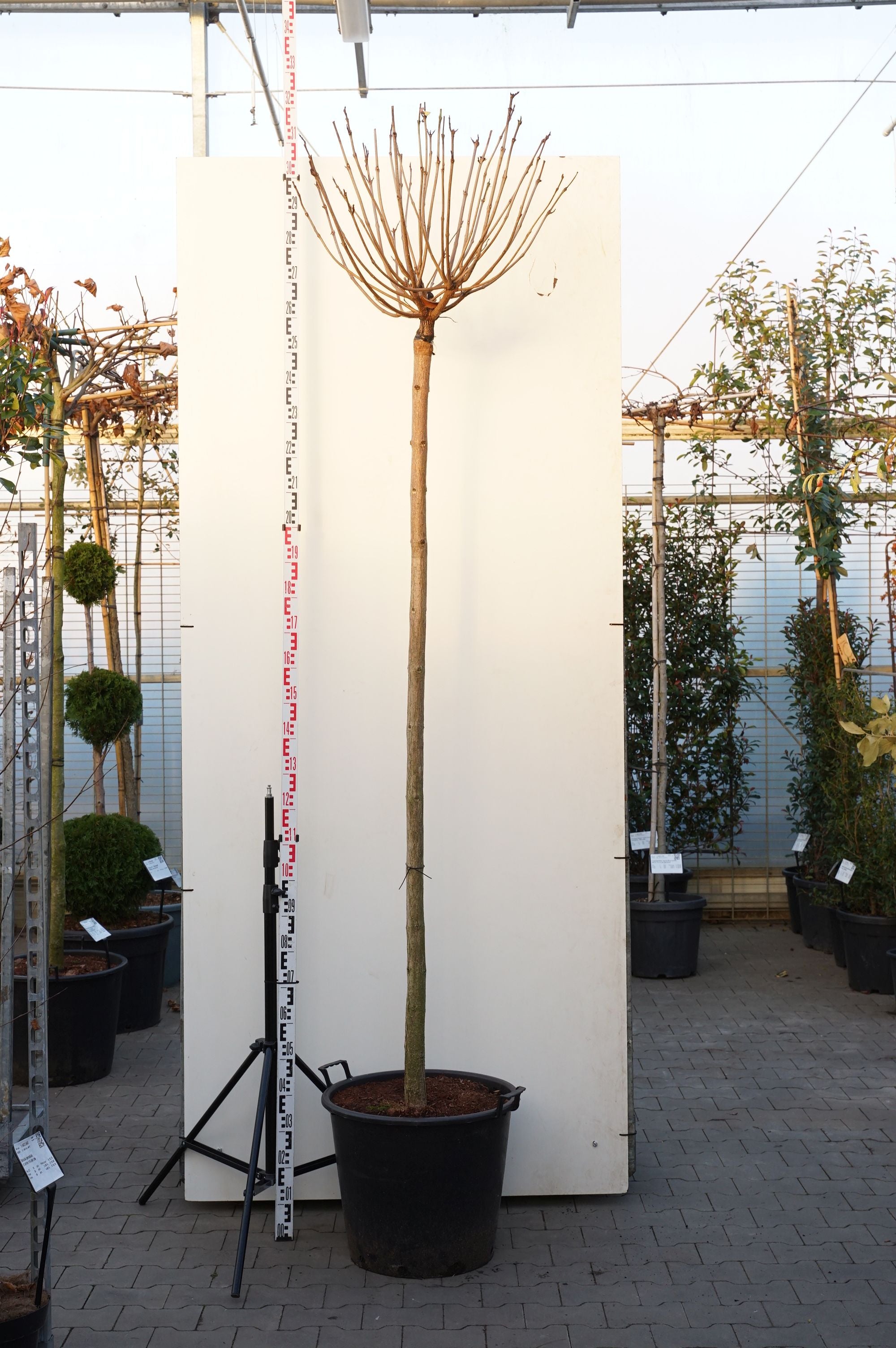 Trumpetträd bungei - 225 CM ST 14-16 C70