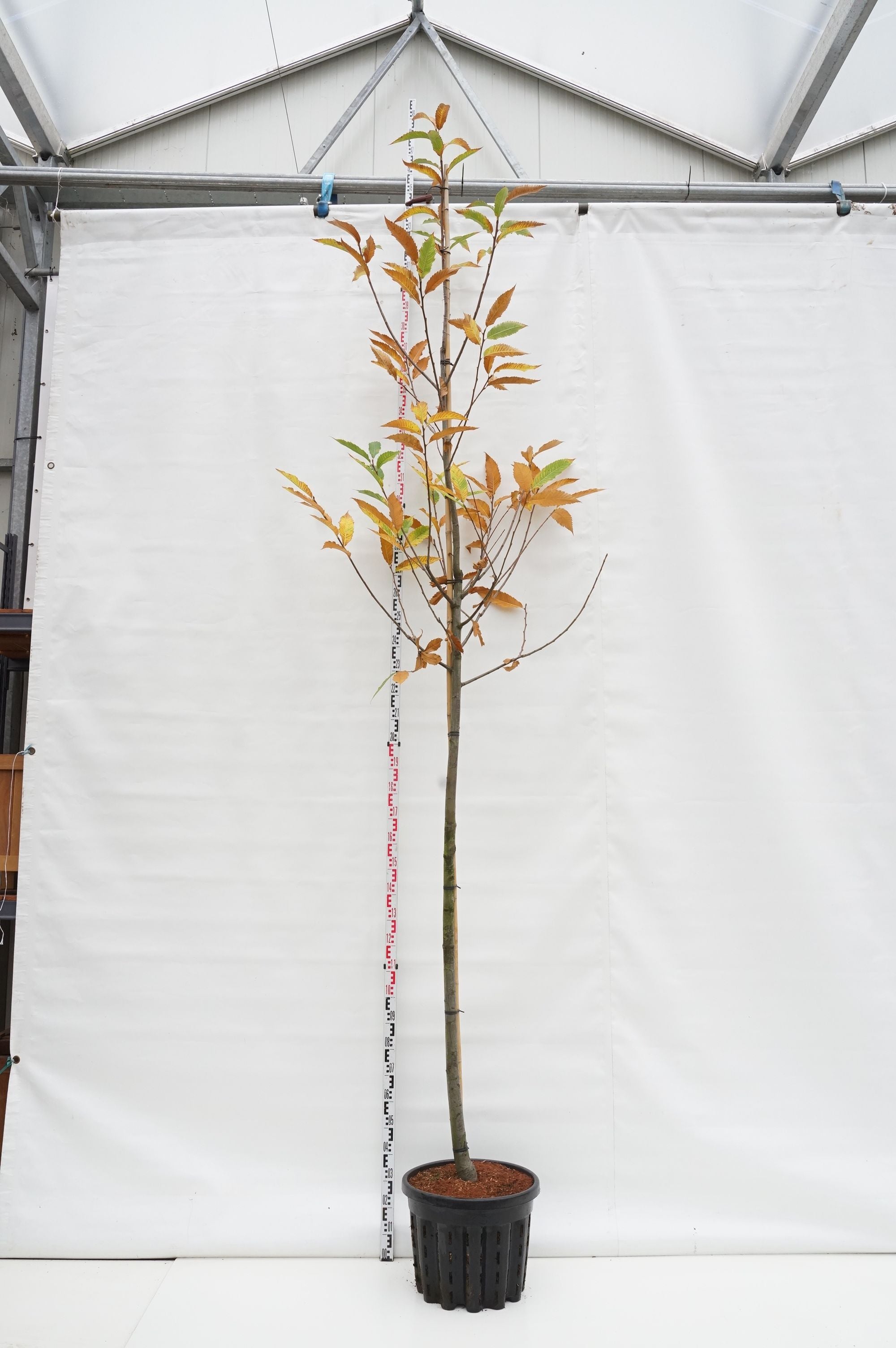Äkta kastanj sativa - 12-14 CM STAND C50