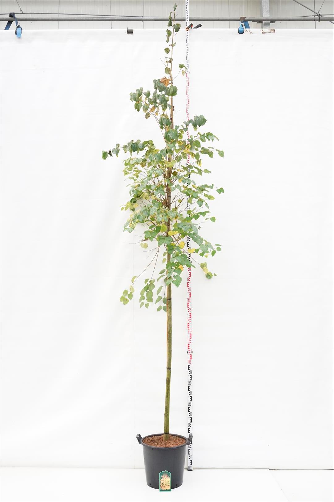 Katsura japonicum - 10-12 CM STAND C35