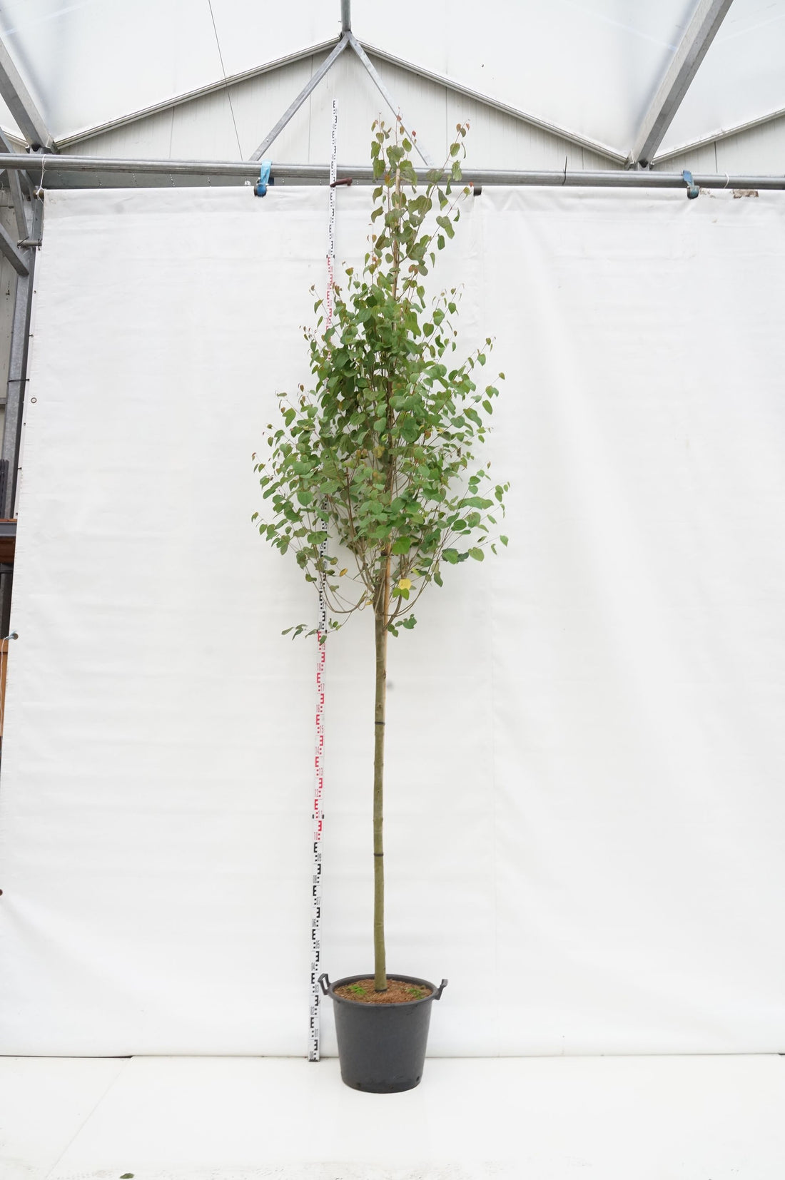Katsura japonicum - 12-14 CM STAND C50