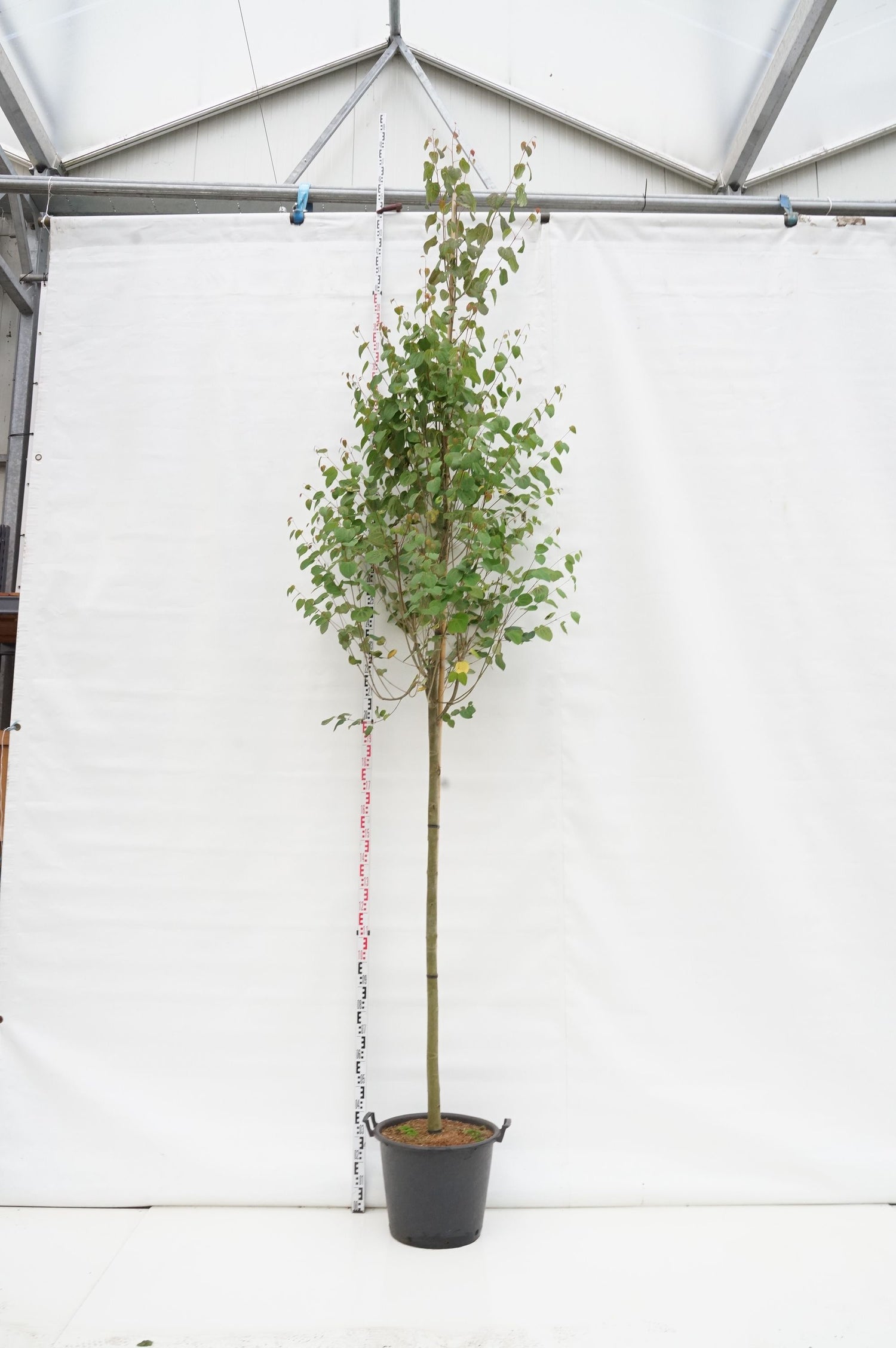 Katsura japonicum - 12-14 CM STAND C50
