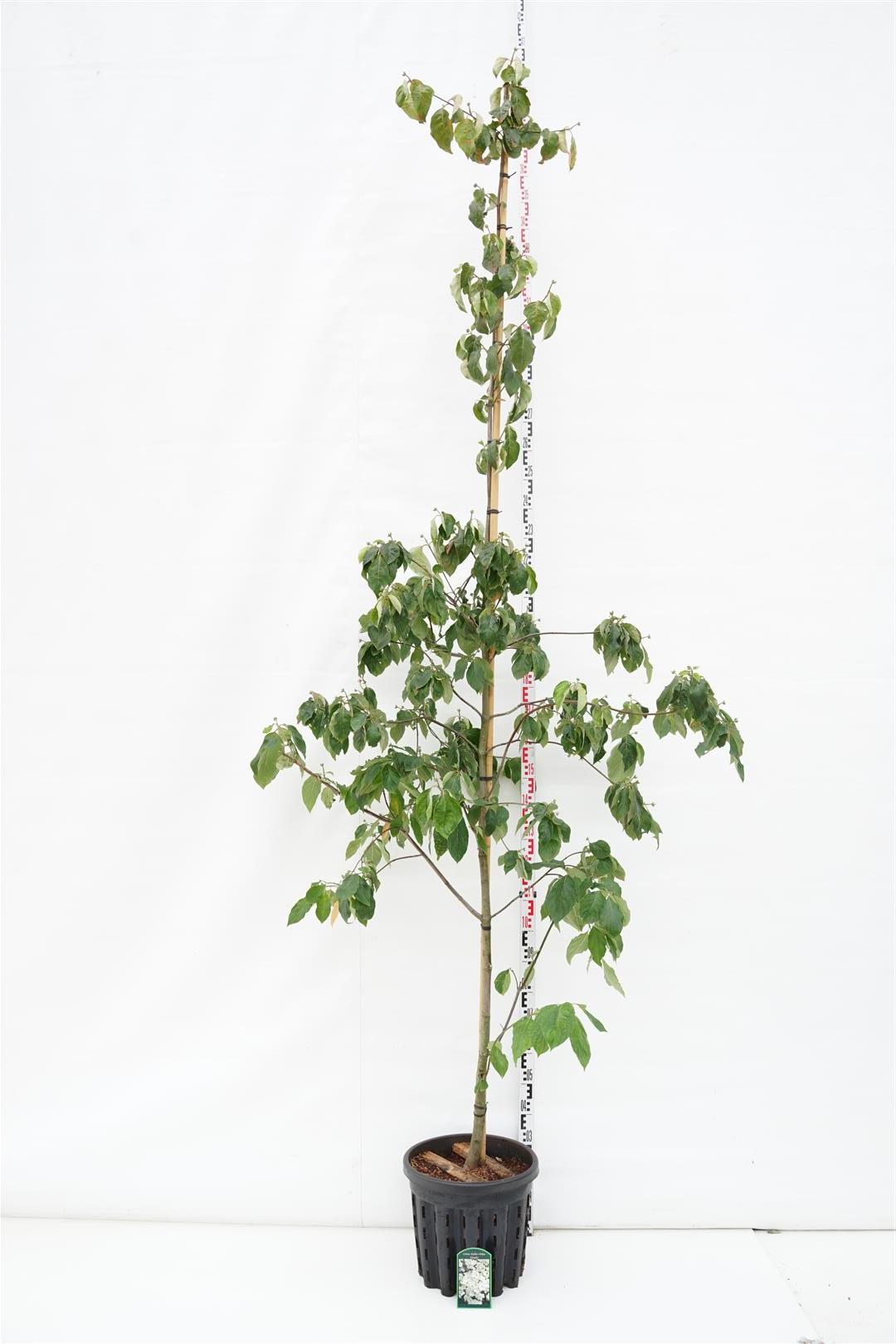 Cornus &