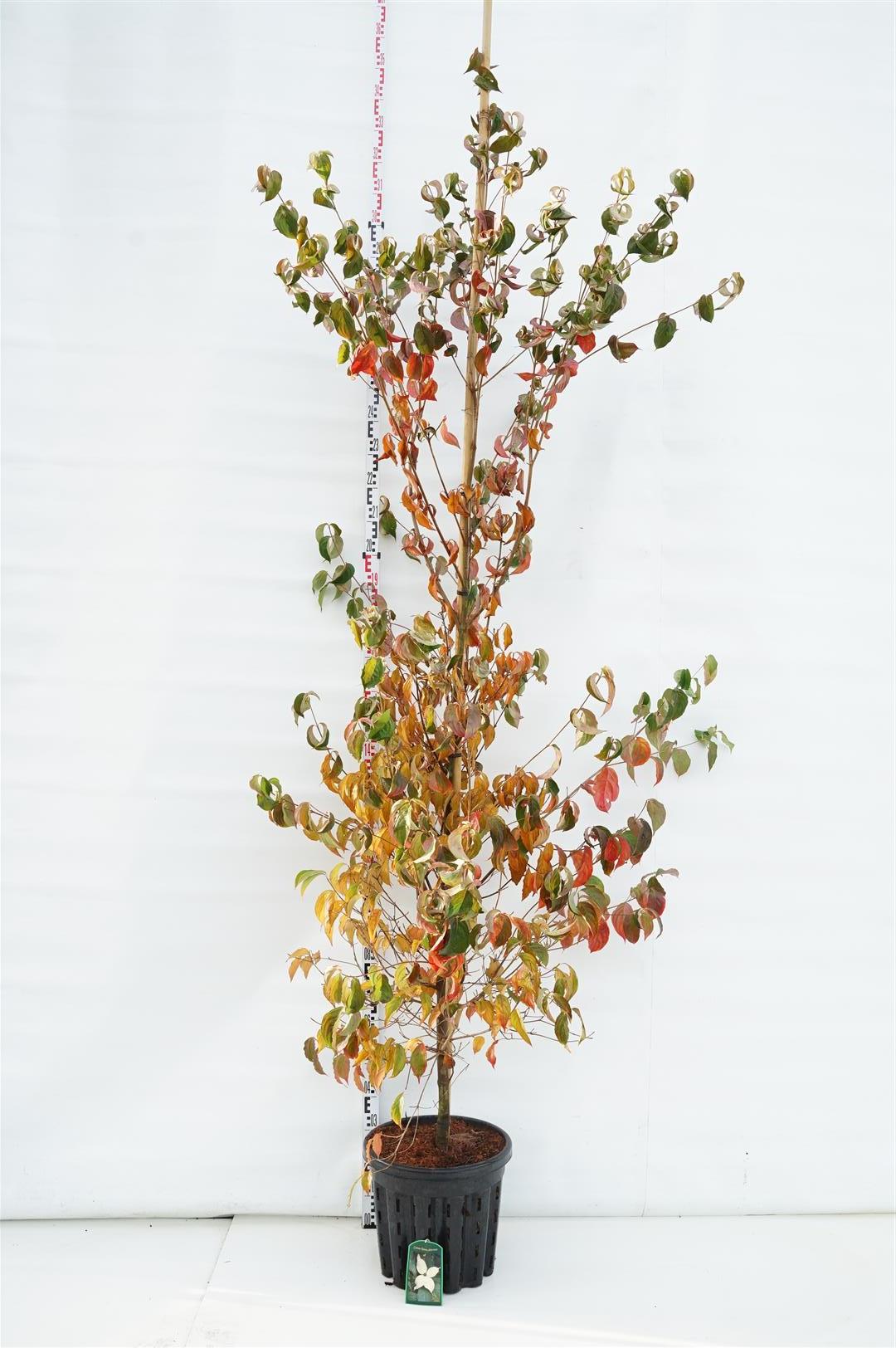 Cornus kousa chinensis C70 (70 liters kruka) 150-175 cm