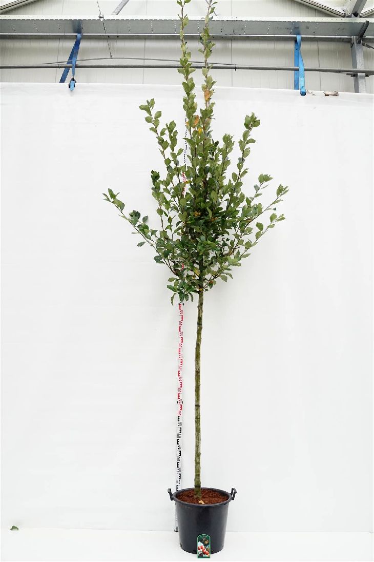 Crataegus lav. &