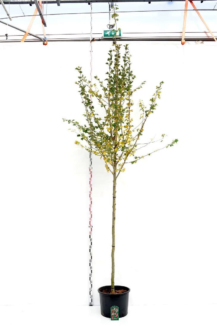 Crataegus media &