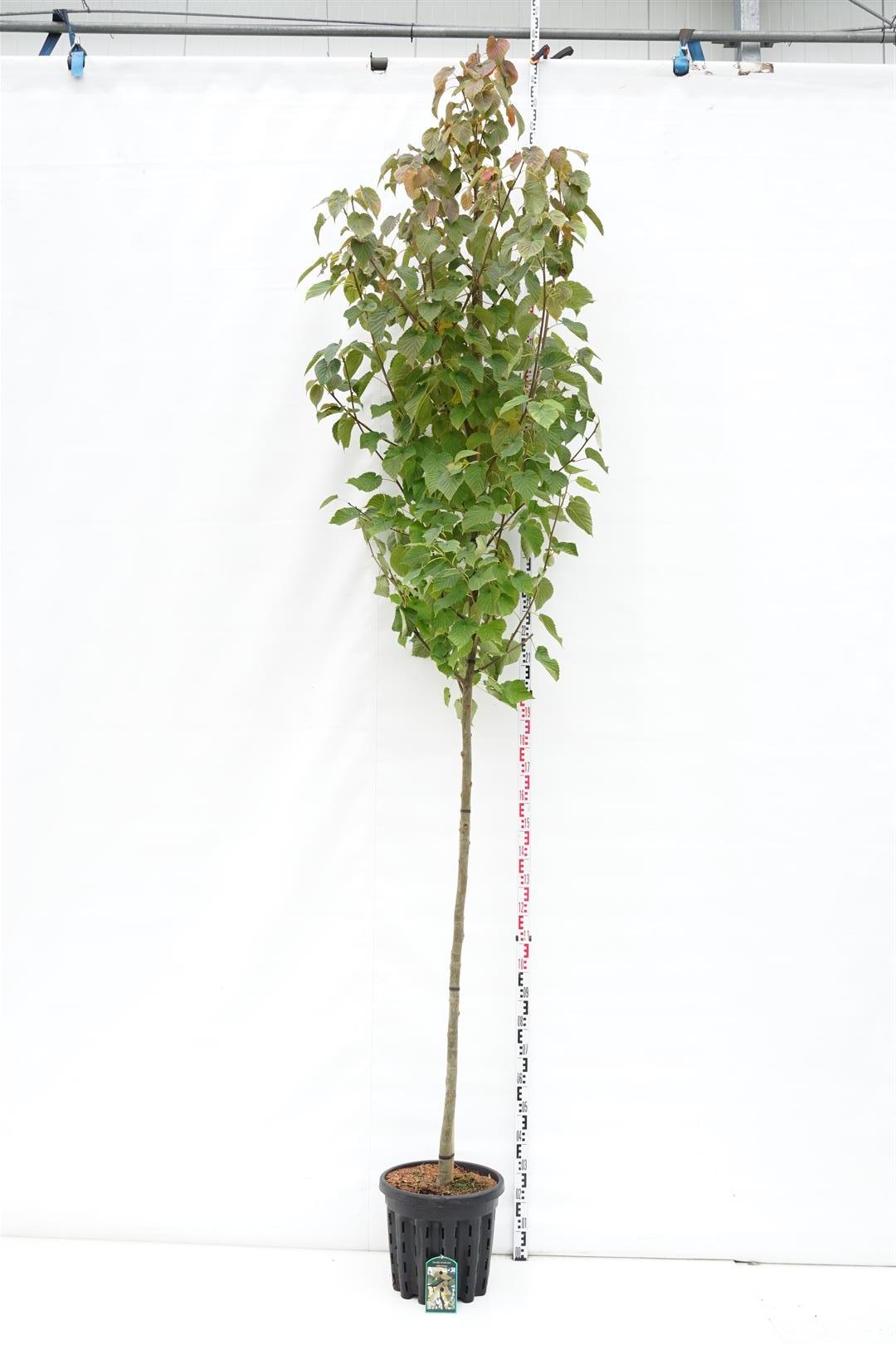 Näsduksträd involucrata vilmoriniana - 10-12 CM STAND C35