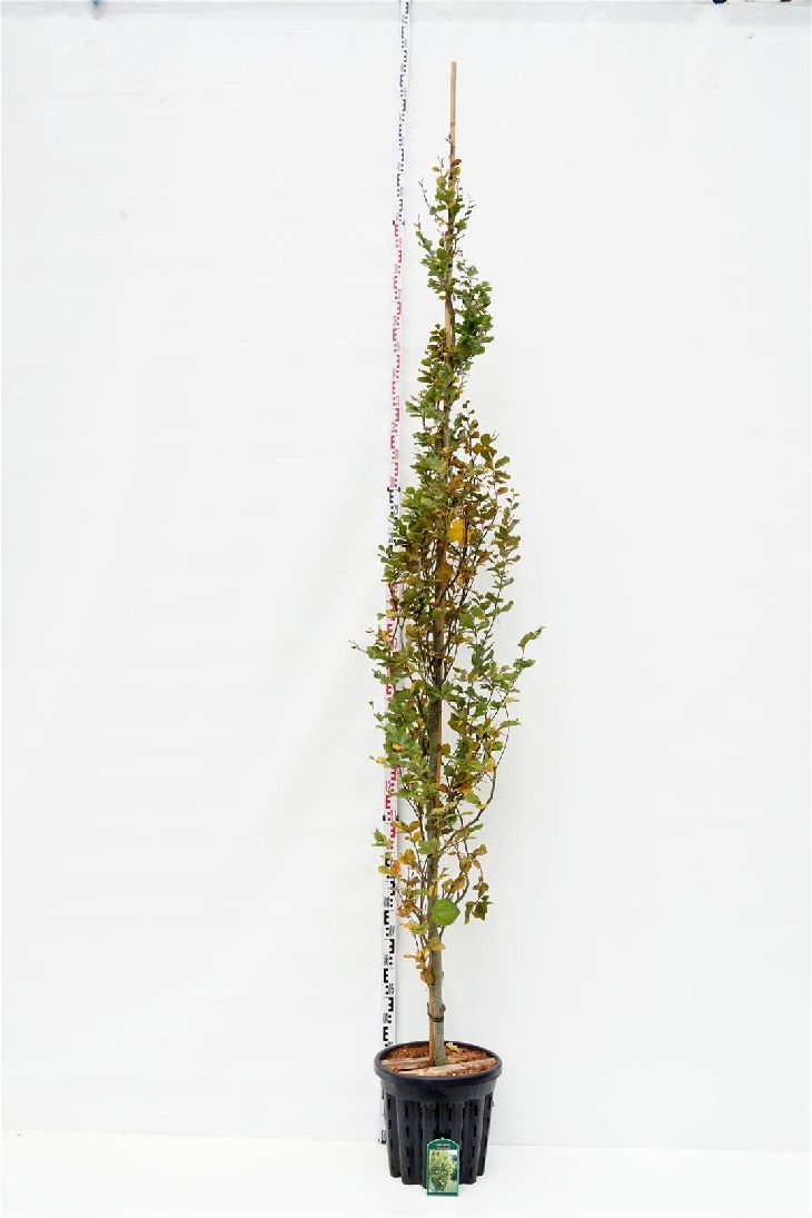 Fagus sylvatica &