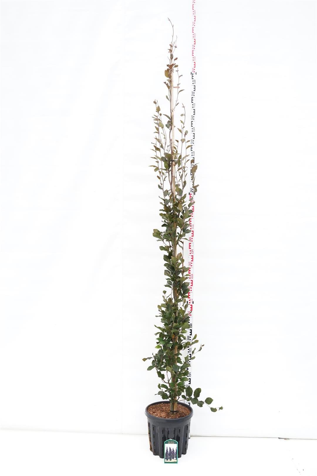Fagus sylvatica &
