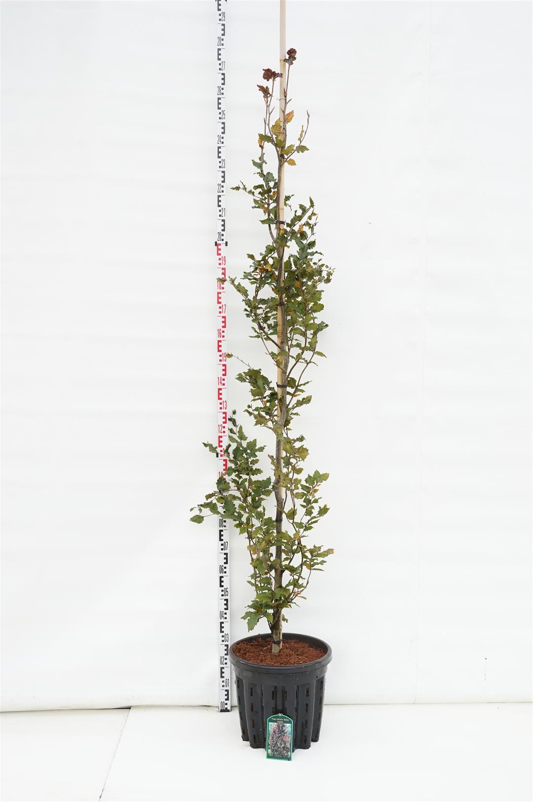 Fagus sylvatica &
