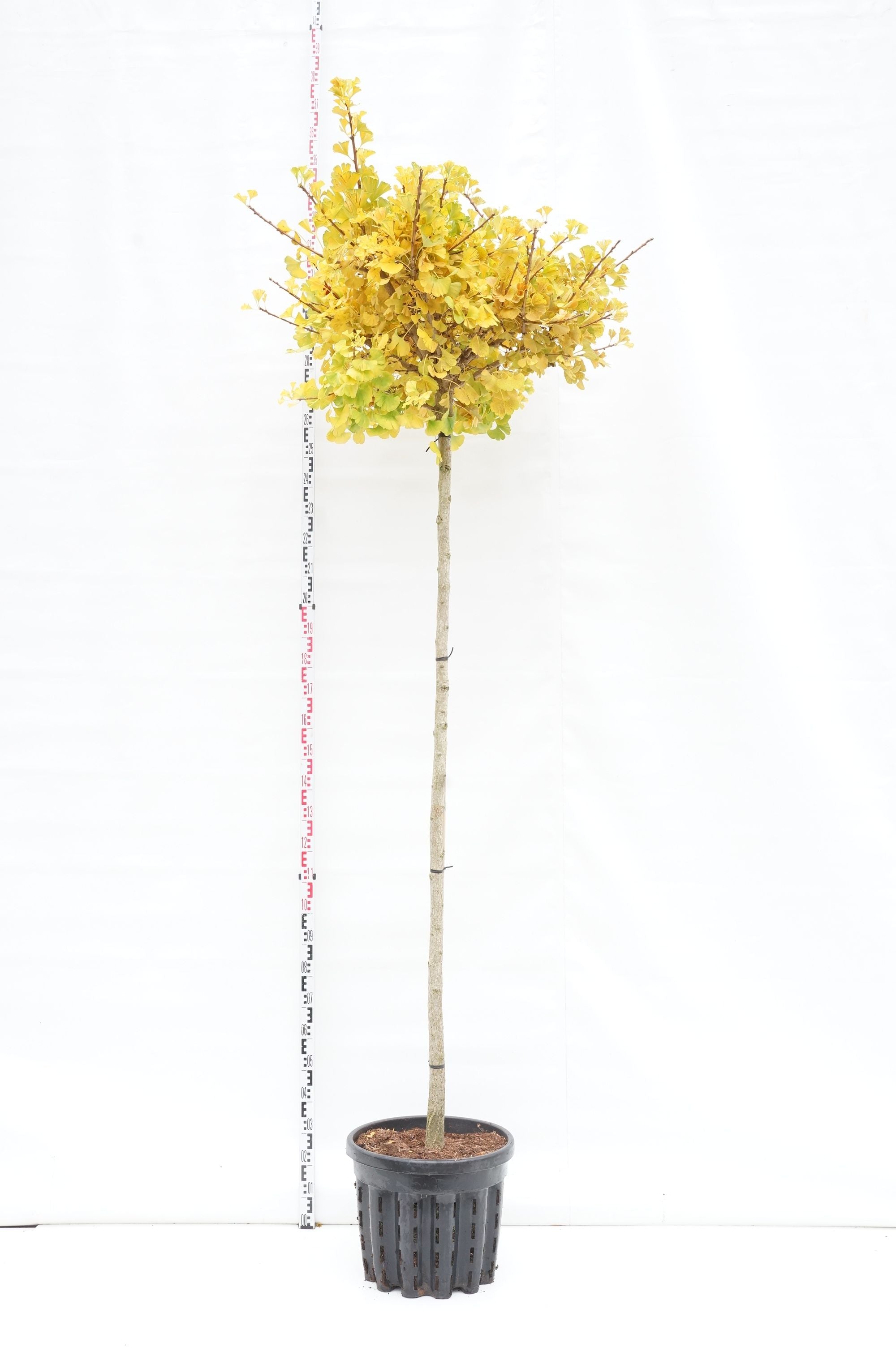 Ginkgo biloba &