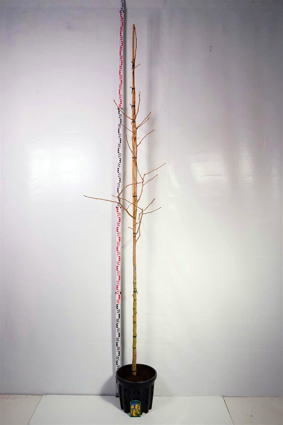 Ginkgo biloba - 8-10CM STANDARD C35